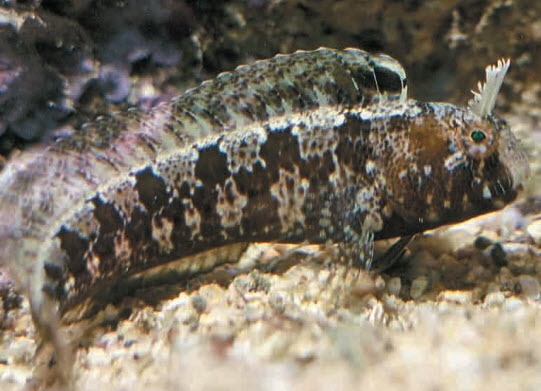 Parablennius tentacularis_aaa2a